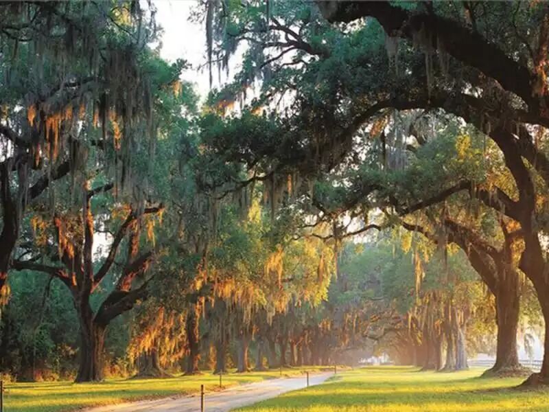 Picture of Boone Hall Plantation & Gardens