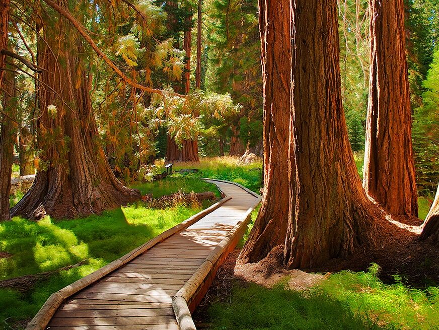 Picture of Sequoia & Kings Canyon National Parks