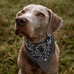 Dr. Gus