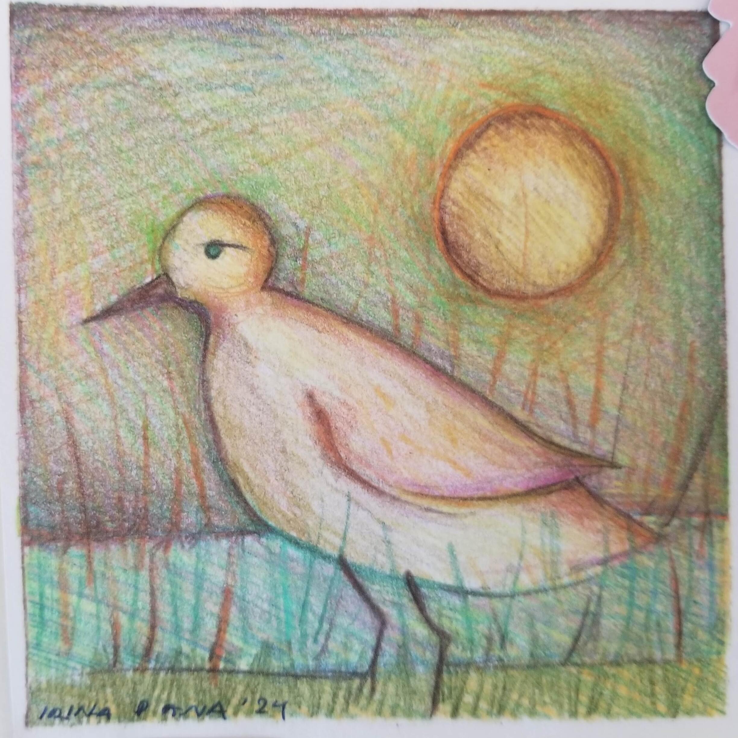 Picture of Irina Papuc | Table 23 Sanderling