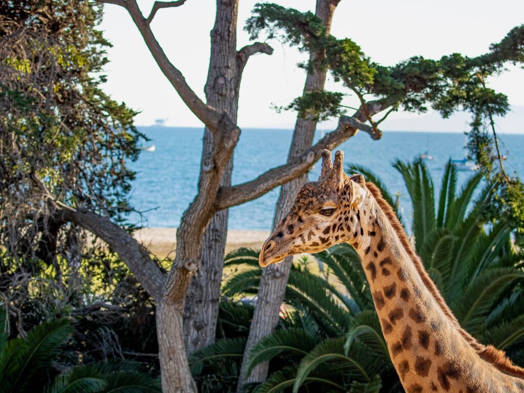 Picture of Santa Barbara Zoo