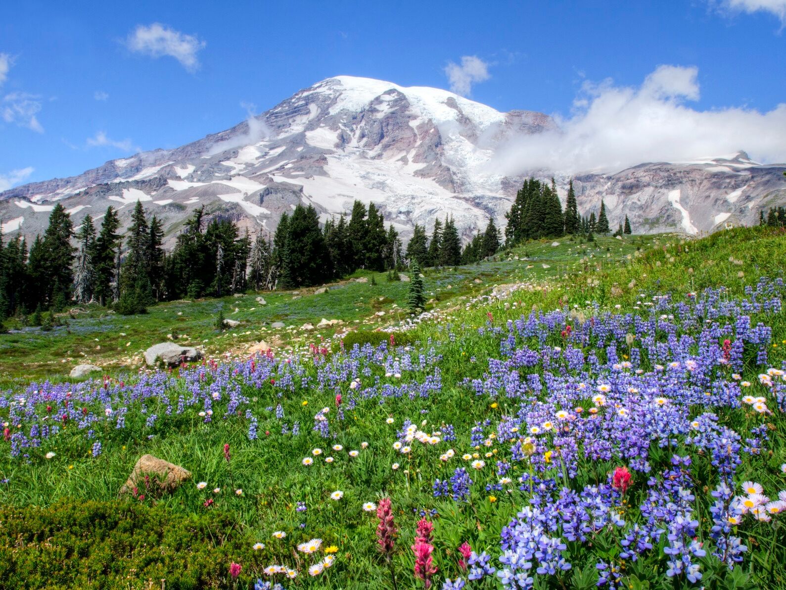 Picture of Mount Rainier National Park