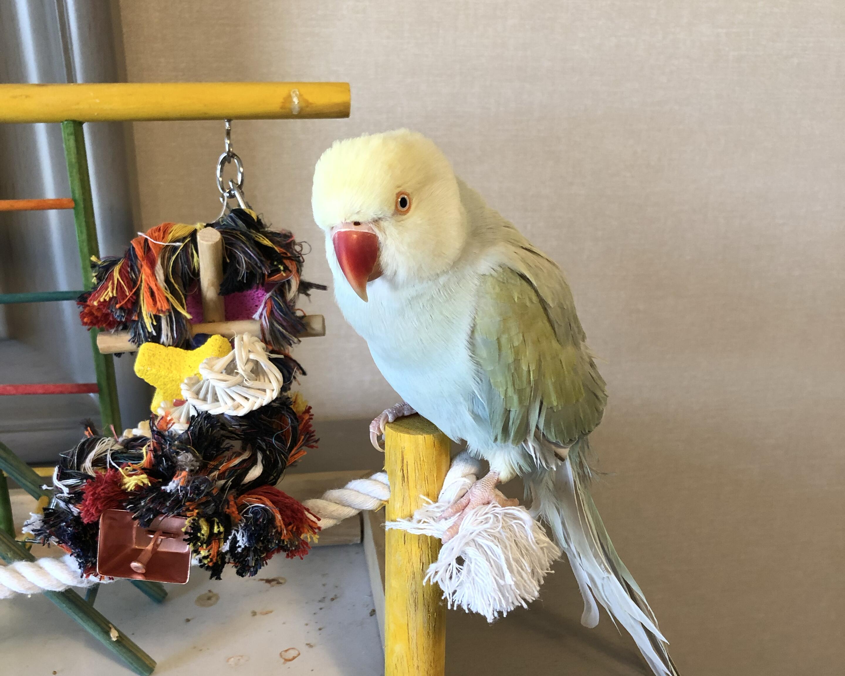 Picture of Birds of a Feather… Finally Got It Together