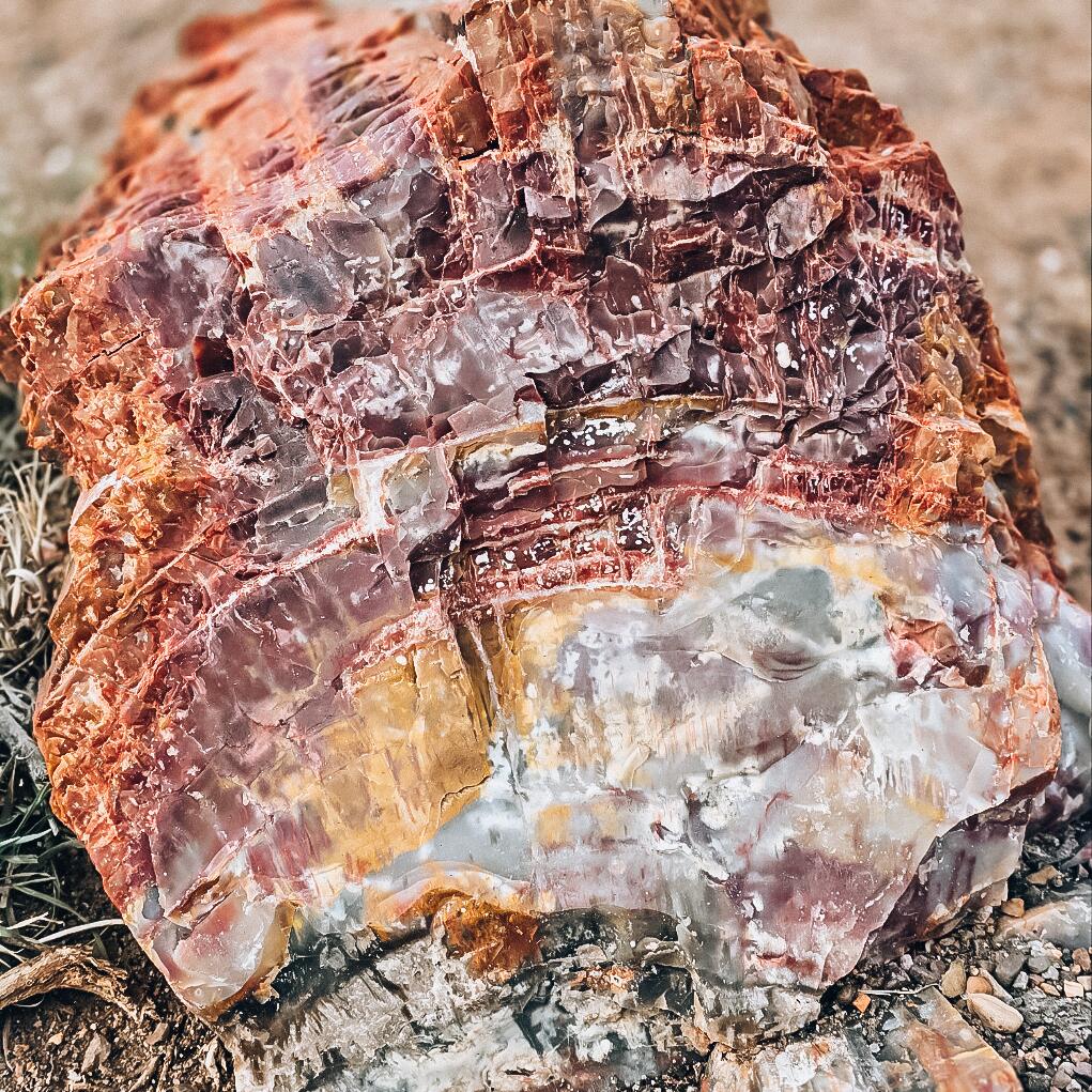Picture of Petrified Forest National Park