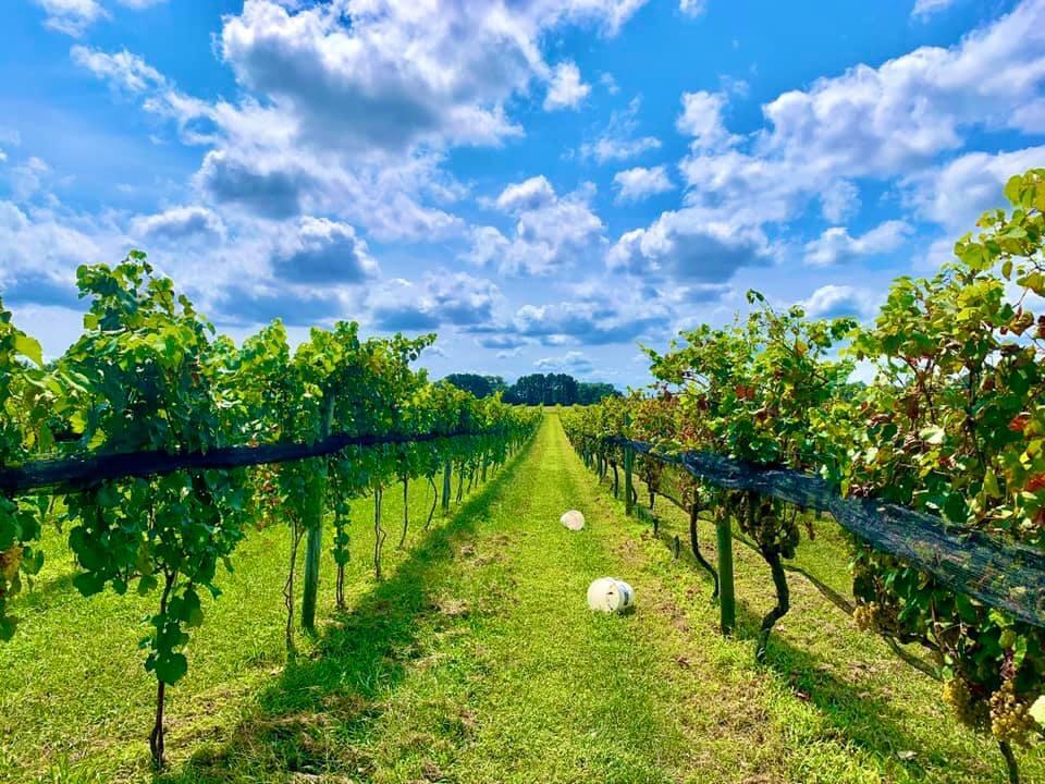 Picture of Summerwind Vineyard