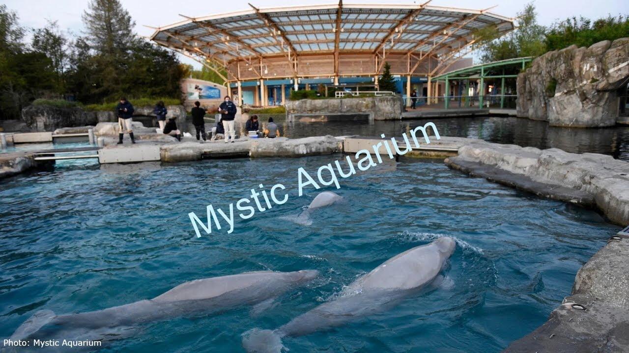 Picture of Mystic Aquarium