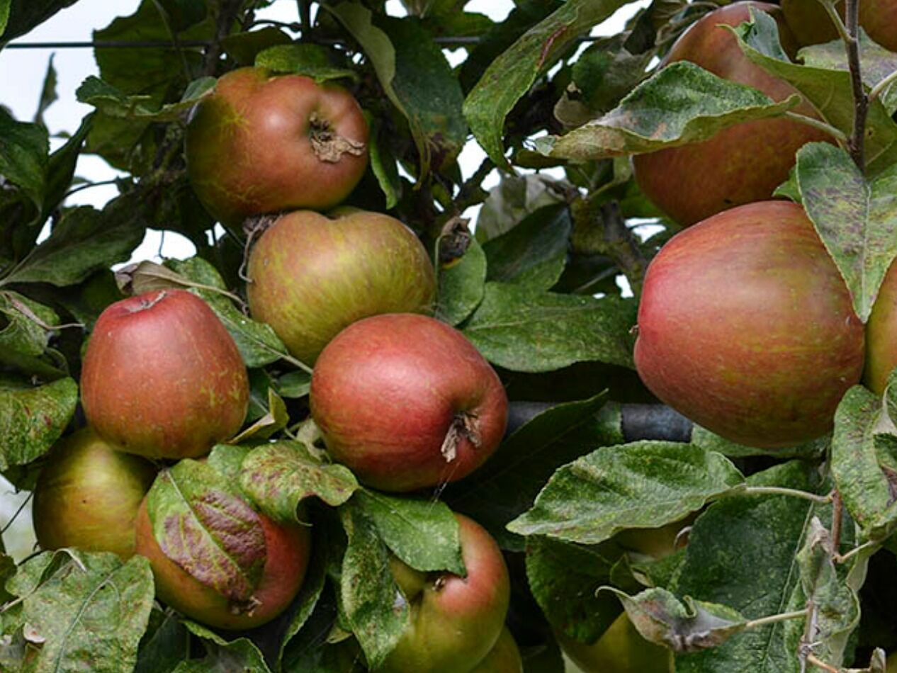 Picture of NW Fruit Research Center