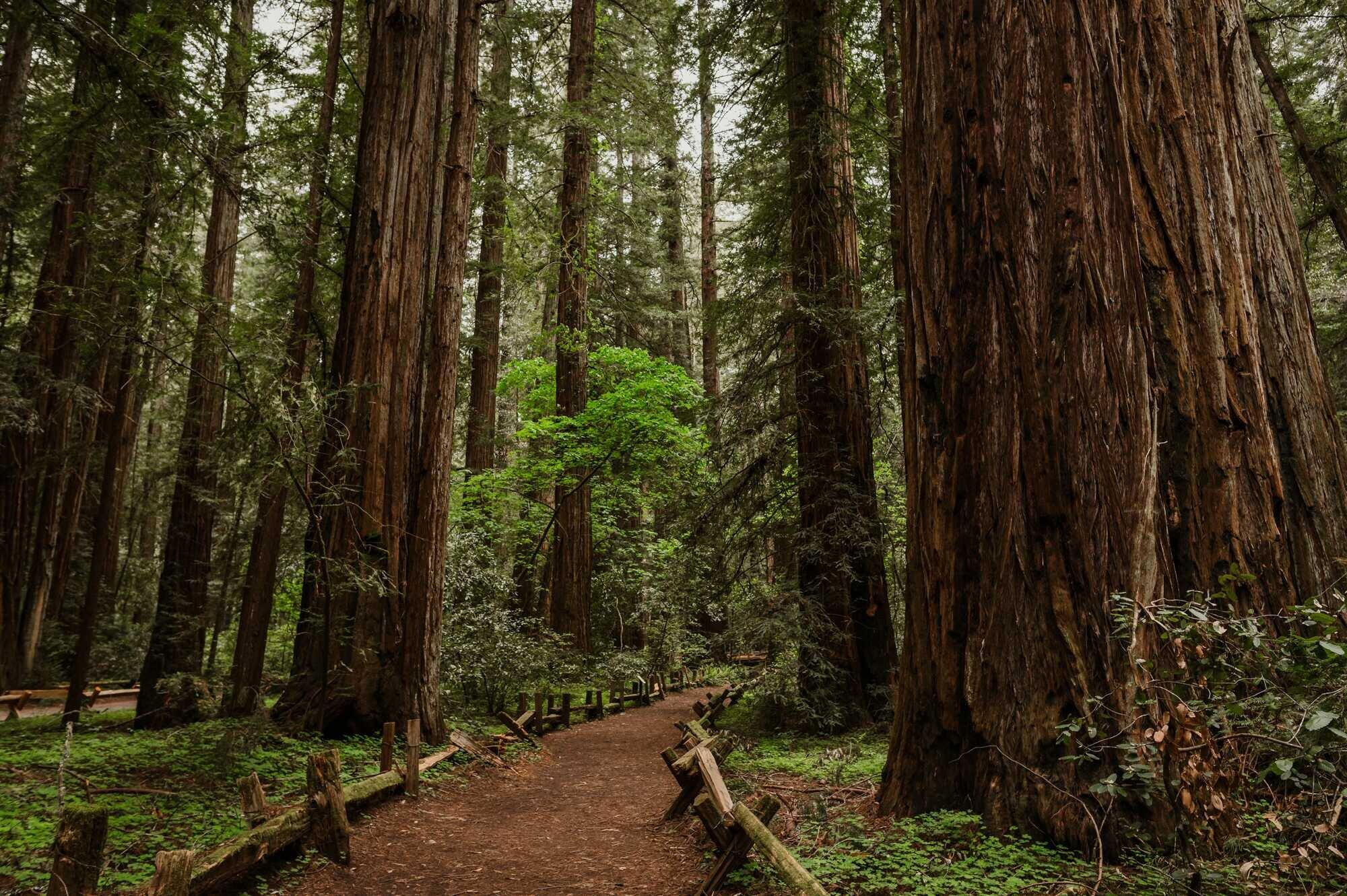 Picture of Armstrong Redwoods State Natural Reserve