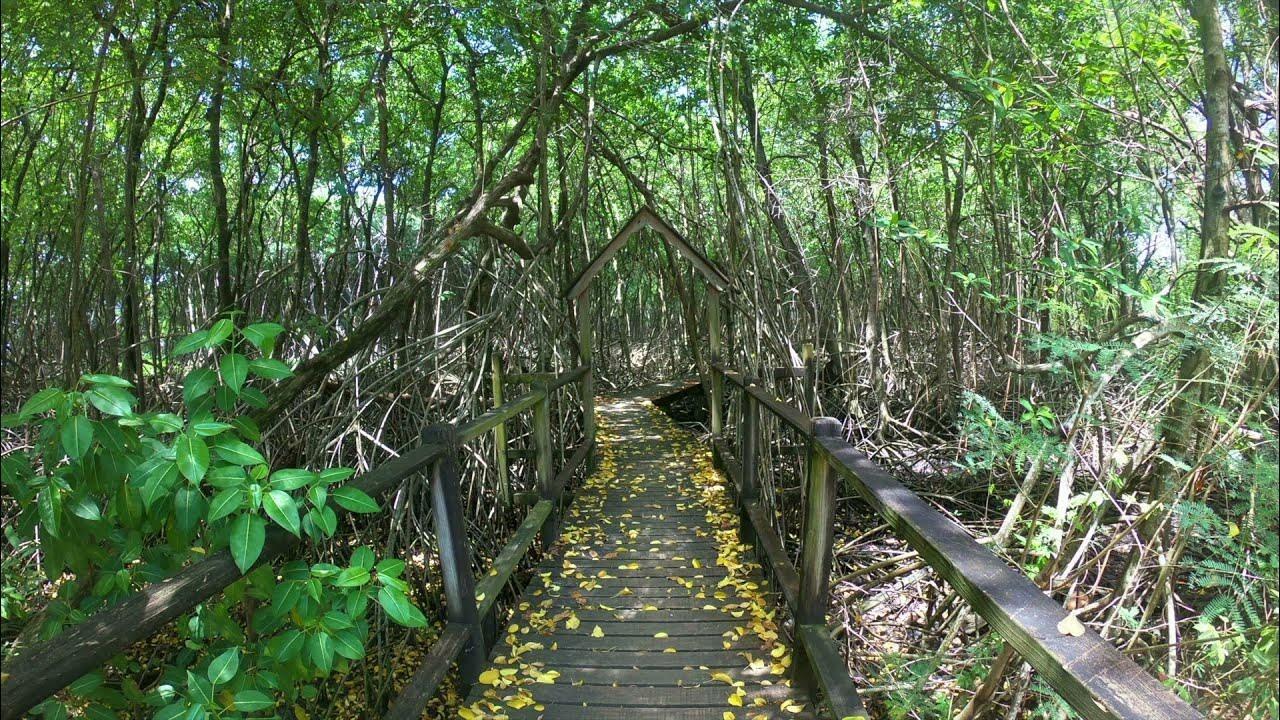 Picture of Boardwalk, Tobago Plantations