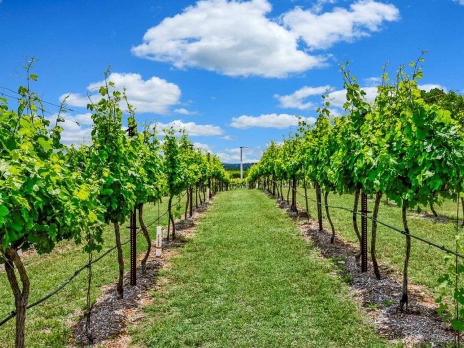 Picture of Visit Wineries in Dripping Springs 