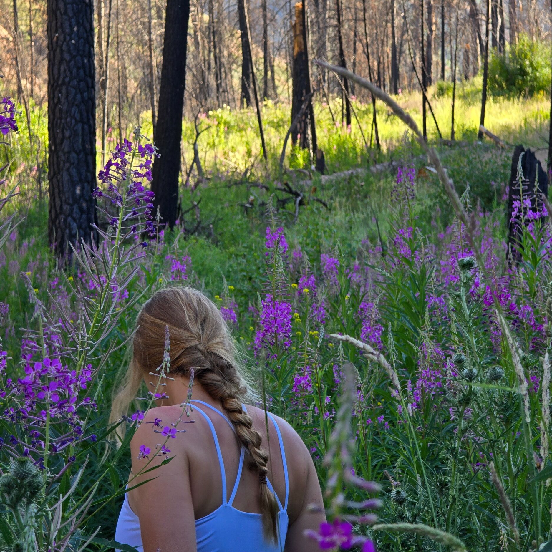 Picture of Idaho Panhandle National Forests
