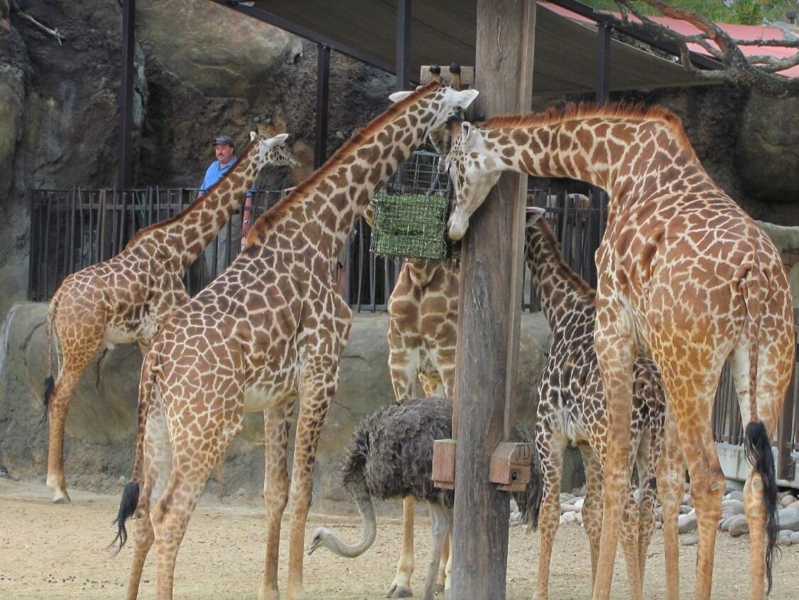 Picture of Houston Zoo