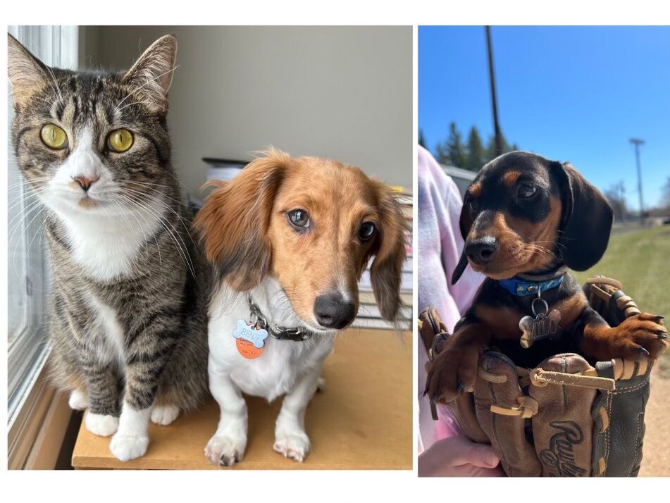 Picture of Our Furry Friends!