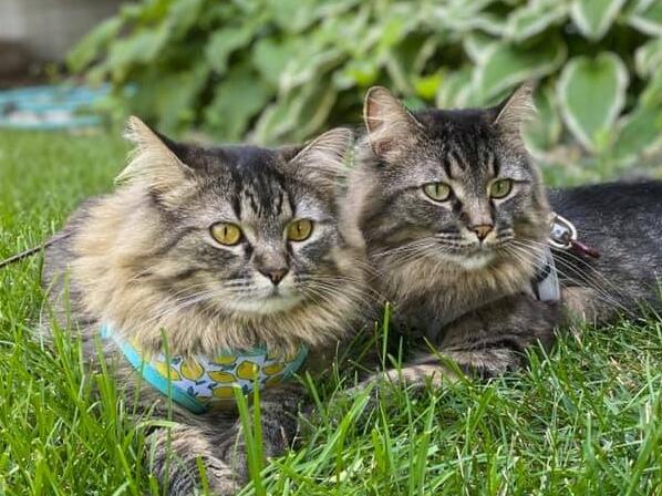 Picture of Taz and Eevee