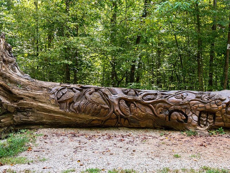 Picture of William B. Umstead State Park