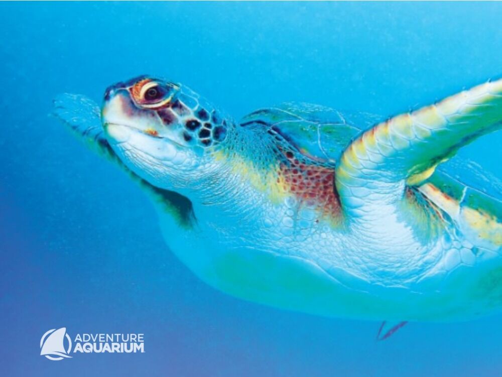 Picture of Adventure Aquarium