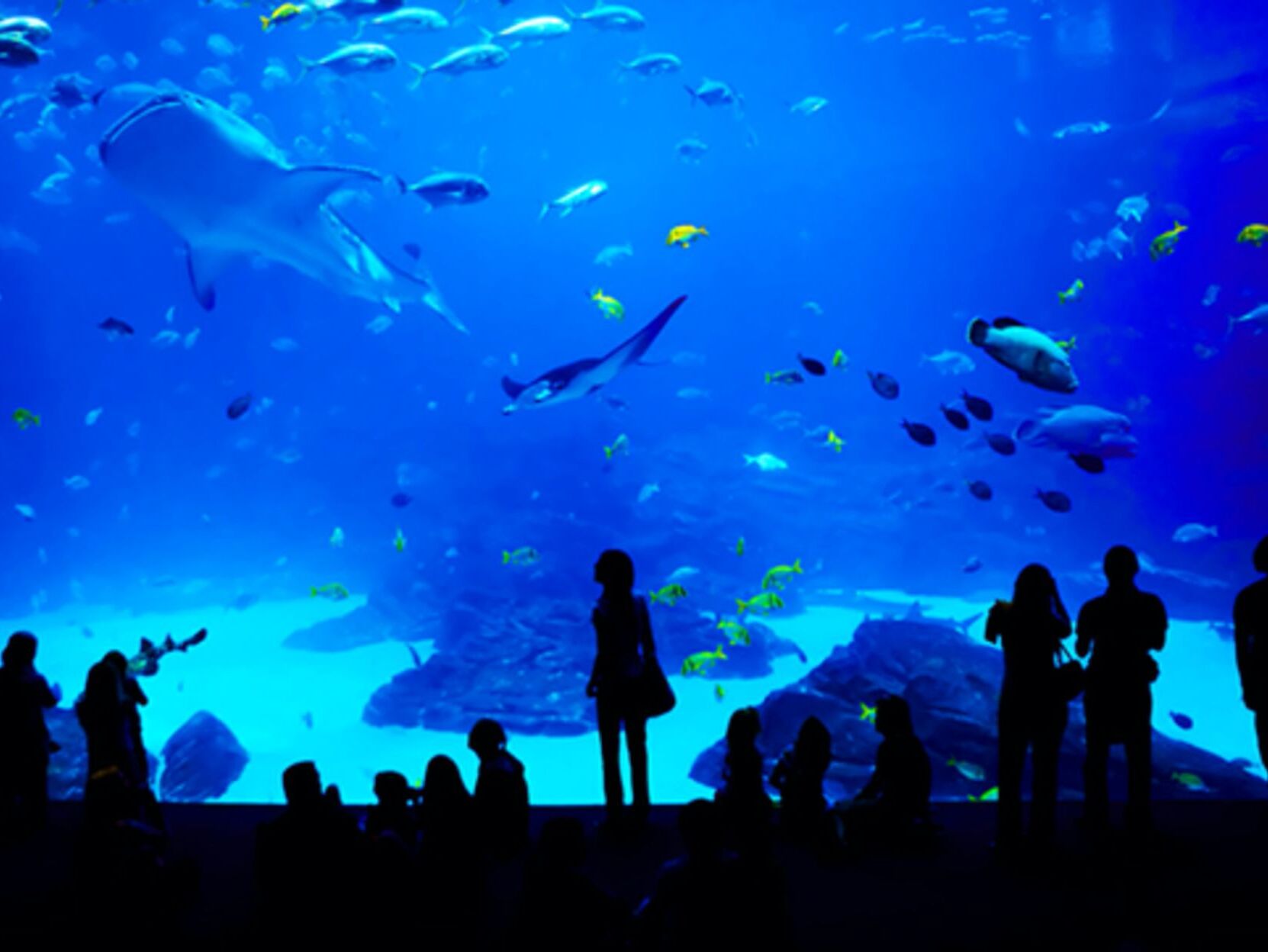 Picture of Mystic Aquarium