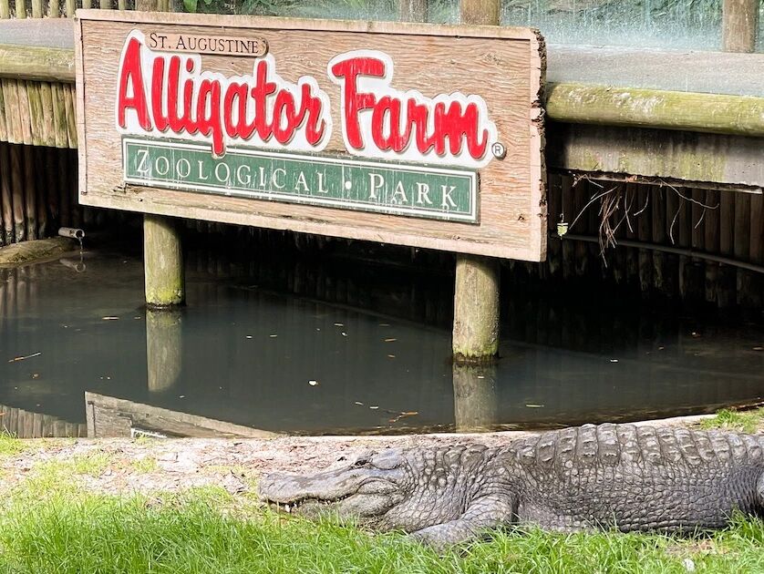 Picture of St. Augustine Alligator Farm