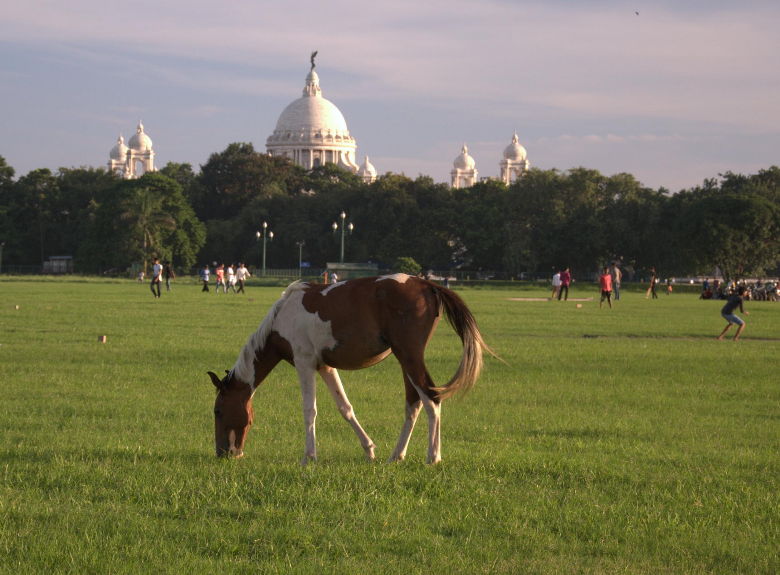 Picture of Go for a walk at Maidan