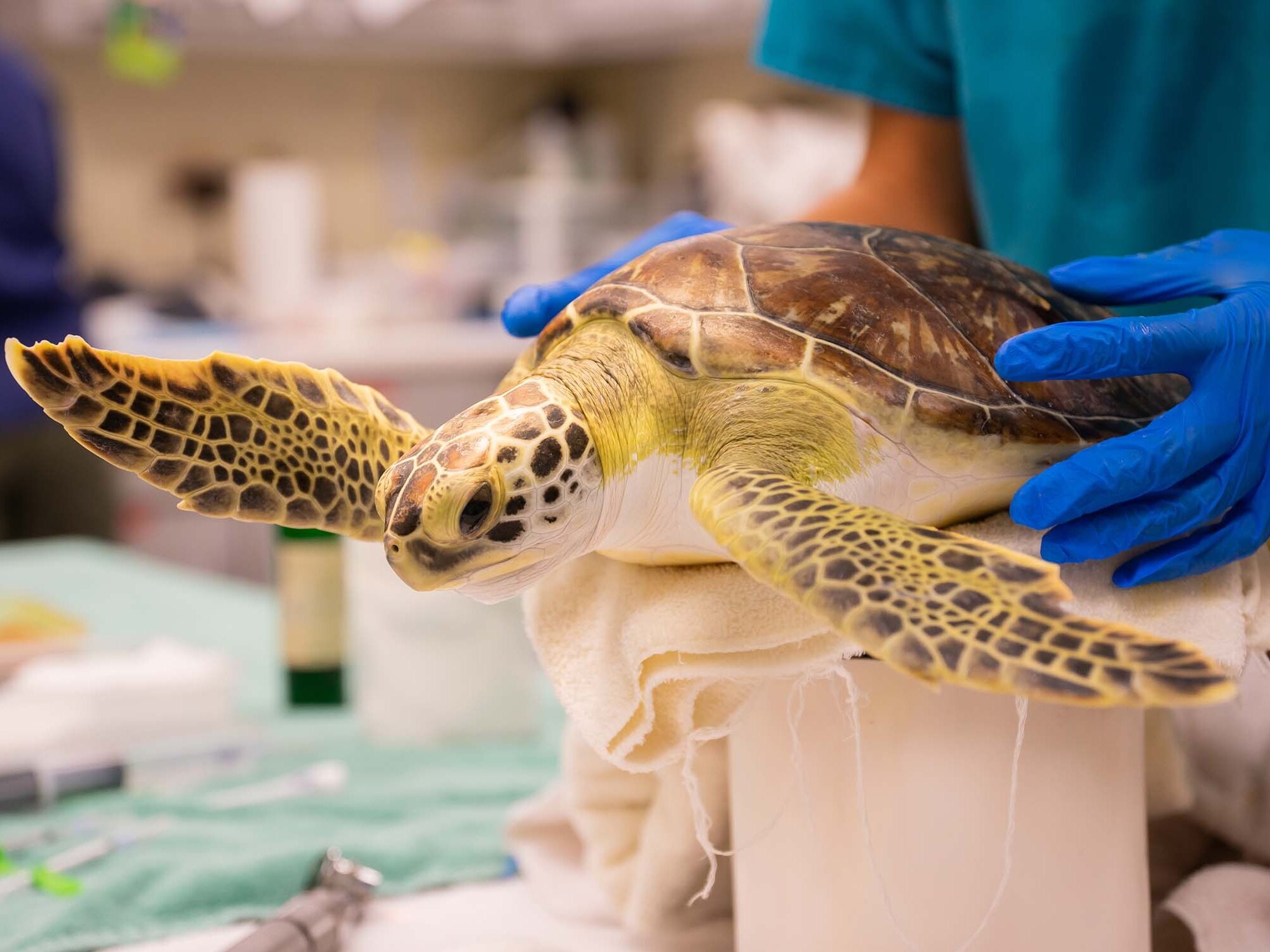 Picture of Georgia Sea Turtle Center