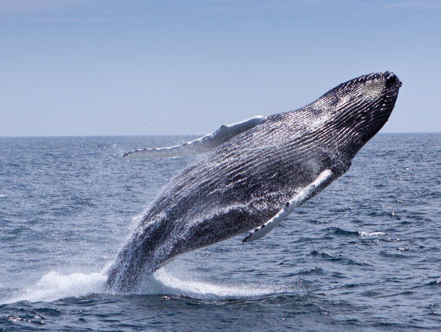 Picture of Whale Watching
