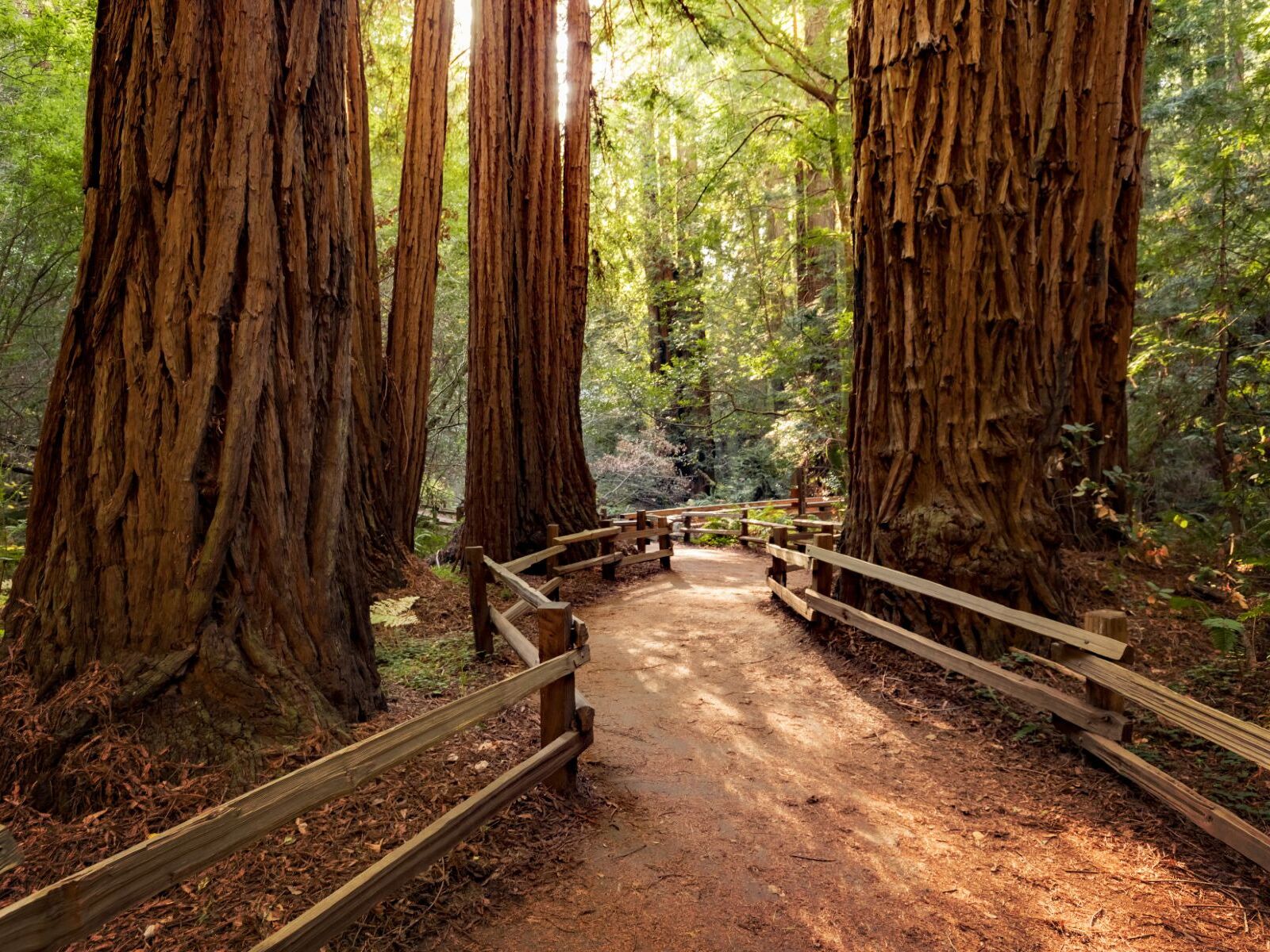 Picture of Muir Woods National Monument