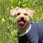 Teddy