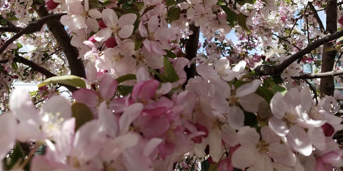 Picture of Denver Aboretum
