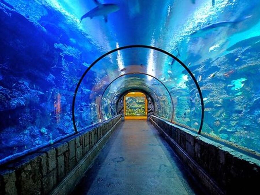 Picture of Shark Reef Aquarium at Mandalay Bay
