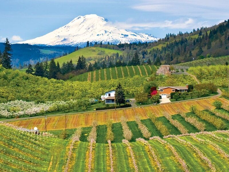 Picture of Cathedral Ridge Winery