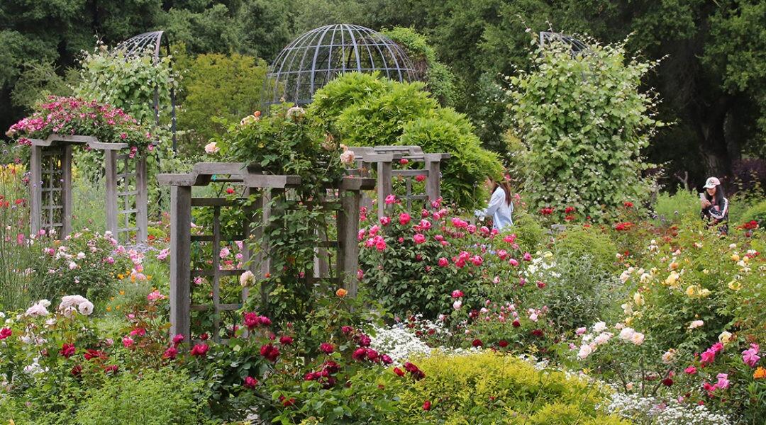 Picture of Descanso Gardens