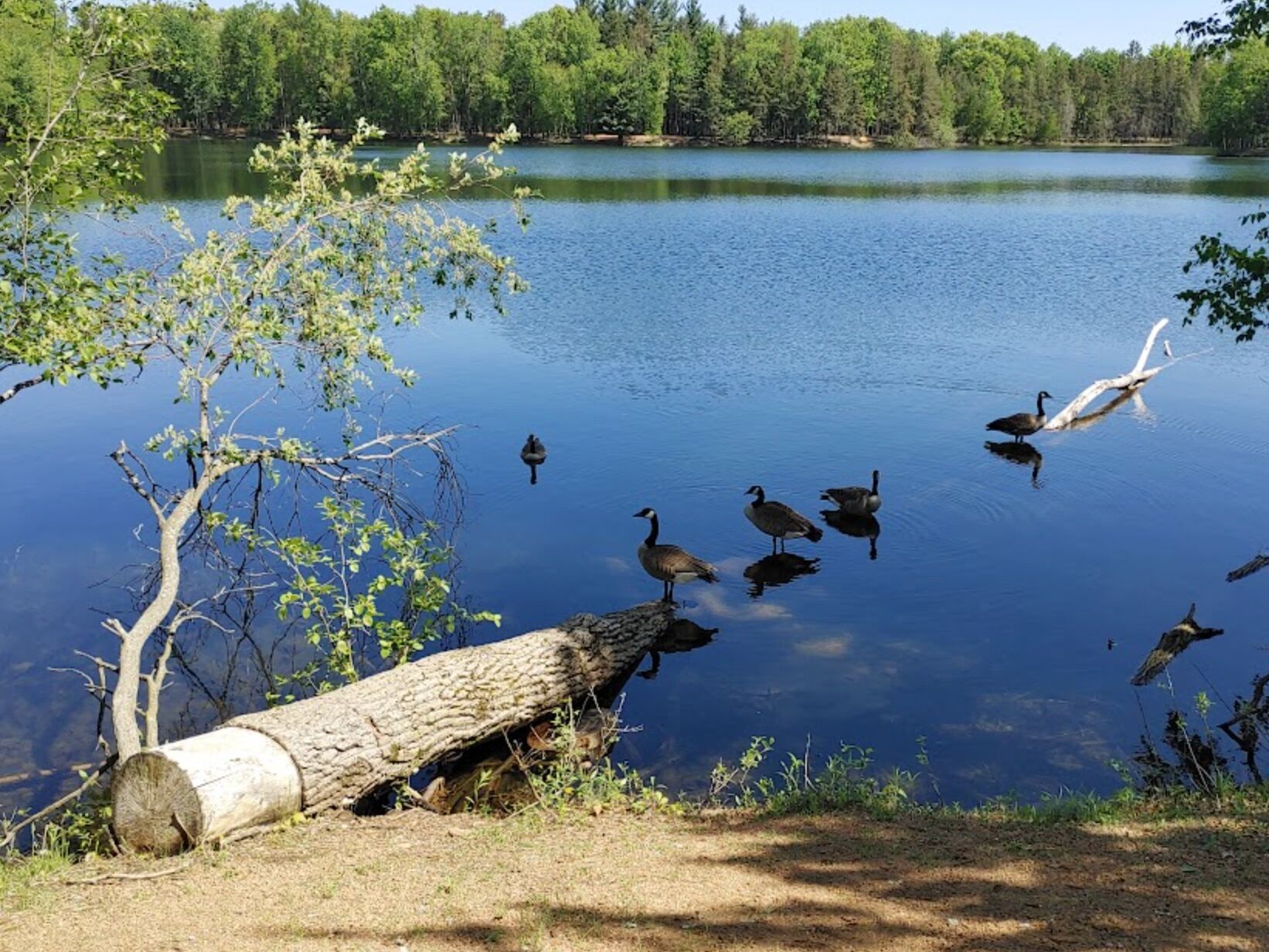 Picture of Schmeeckle Reserve