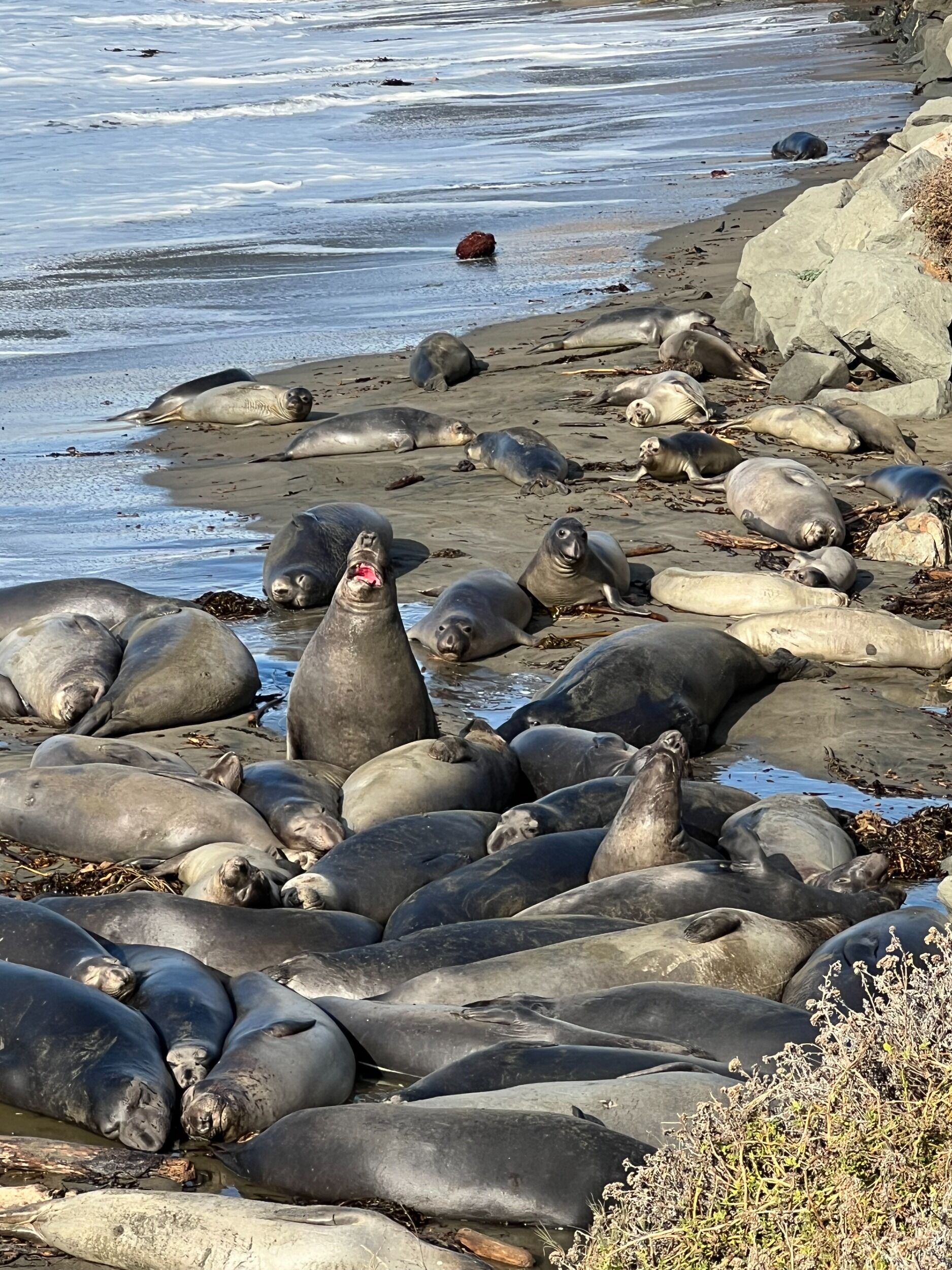 Picture of Elephant Seals