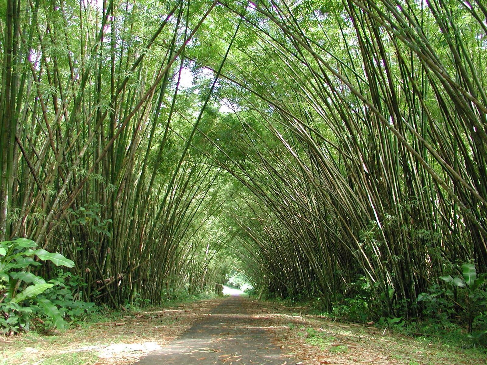 Picture of Bamboo Cathedral