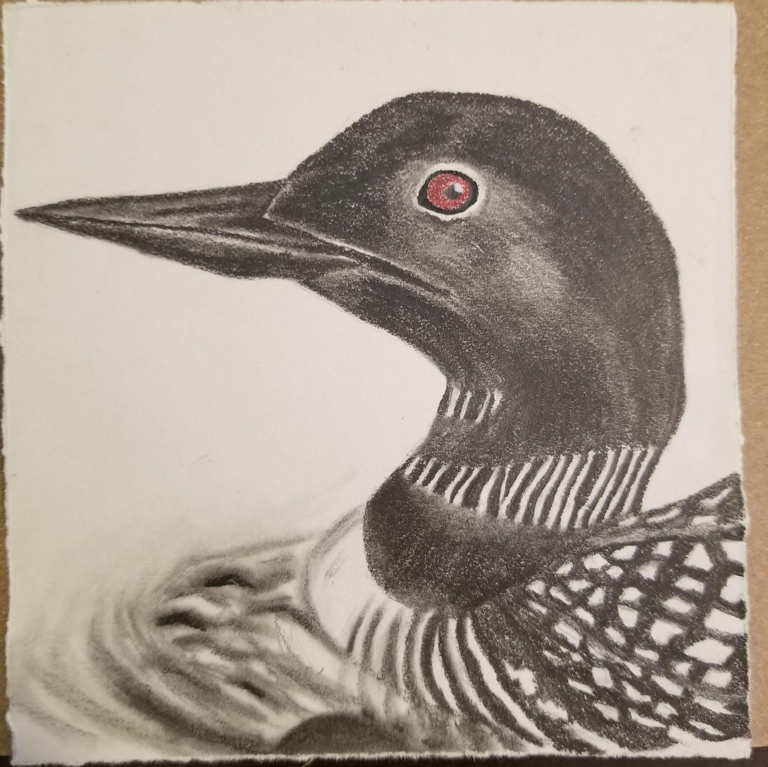 Picture of Tracy Maxon | Table 16 Common Loon