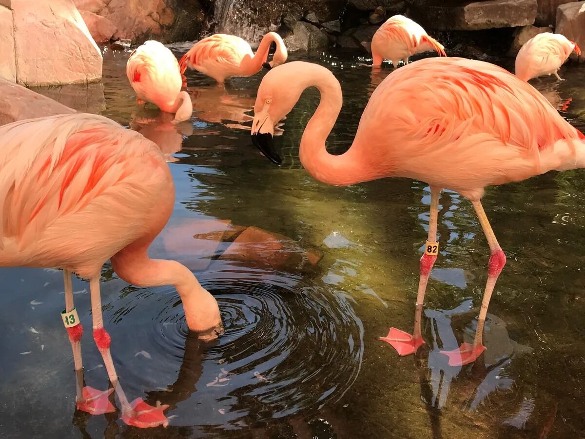 Picture of Flamingo Wildlife Habitat