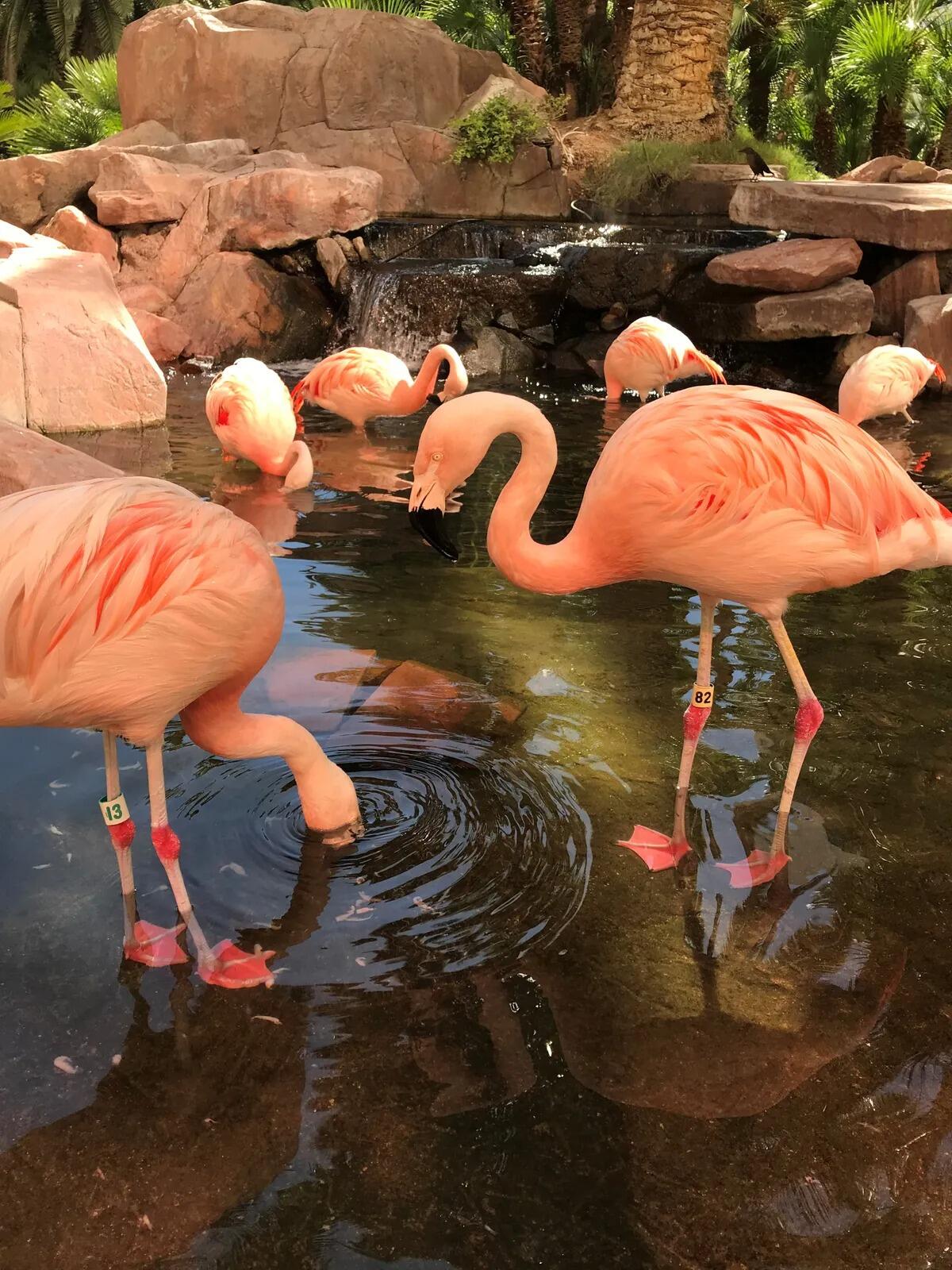 Picture of Flamingo Wildlife Habitat
