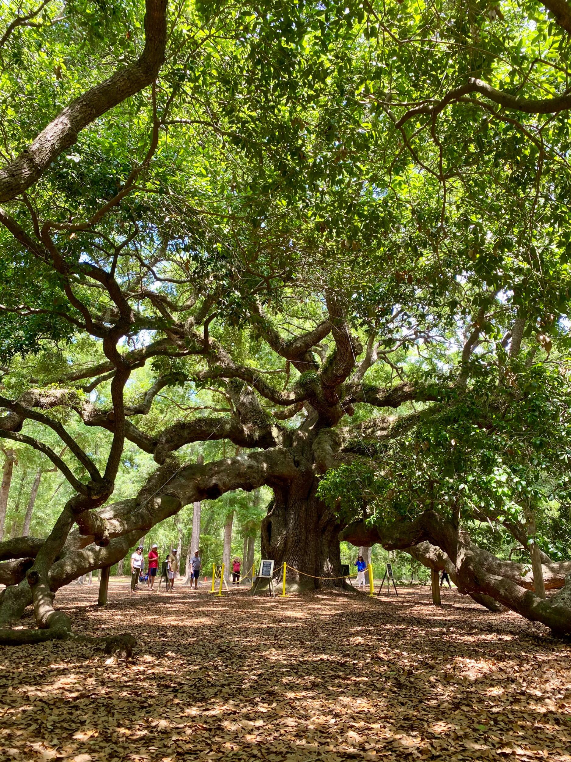Picture of Angel Oak Tree