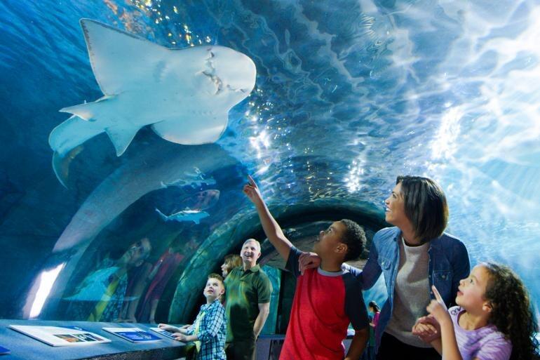 Picture of Newport Aquarium