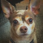 Bartok “Tootie” Creticos