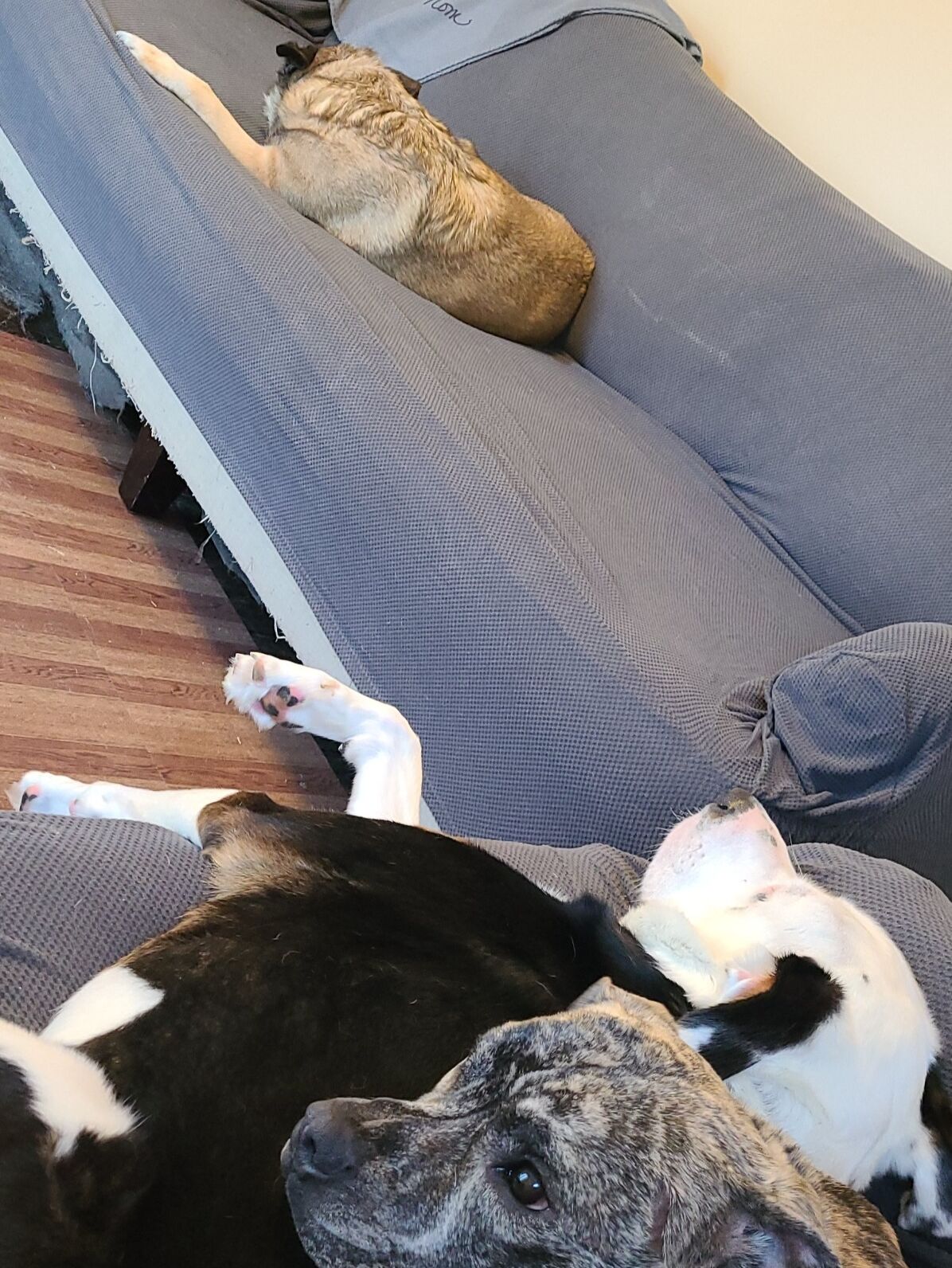 Picture of And then they were roommates....