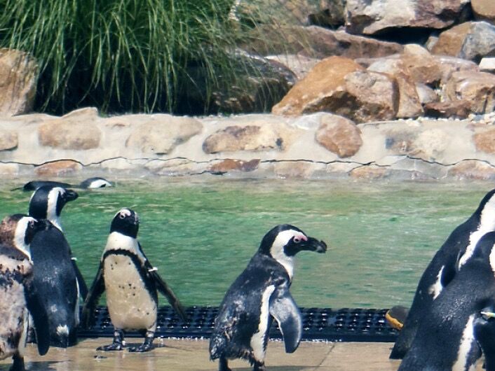 Picture of Lehigh Valley Zoo