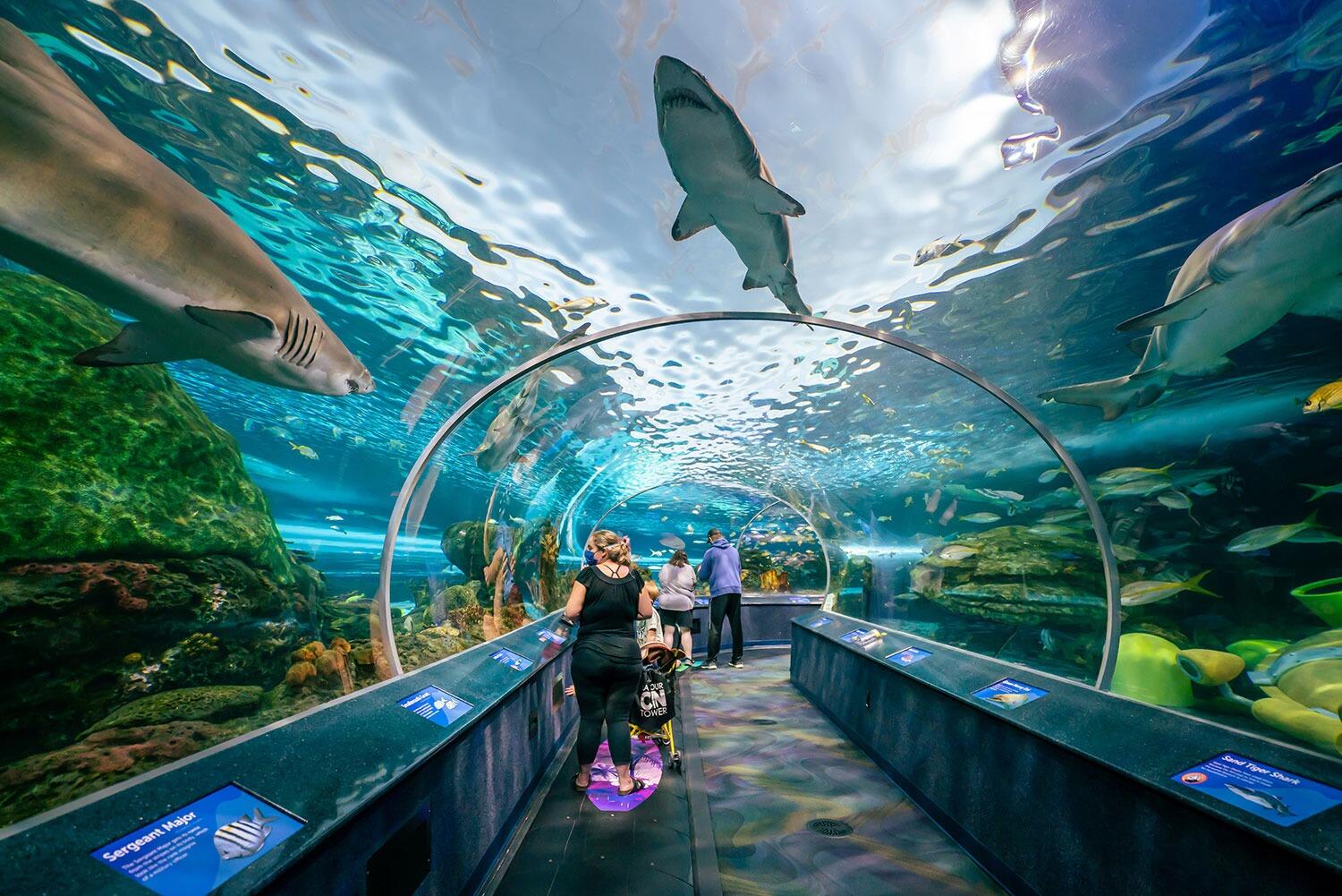Picture of Ripley's Aquarium of Canada