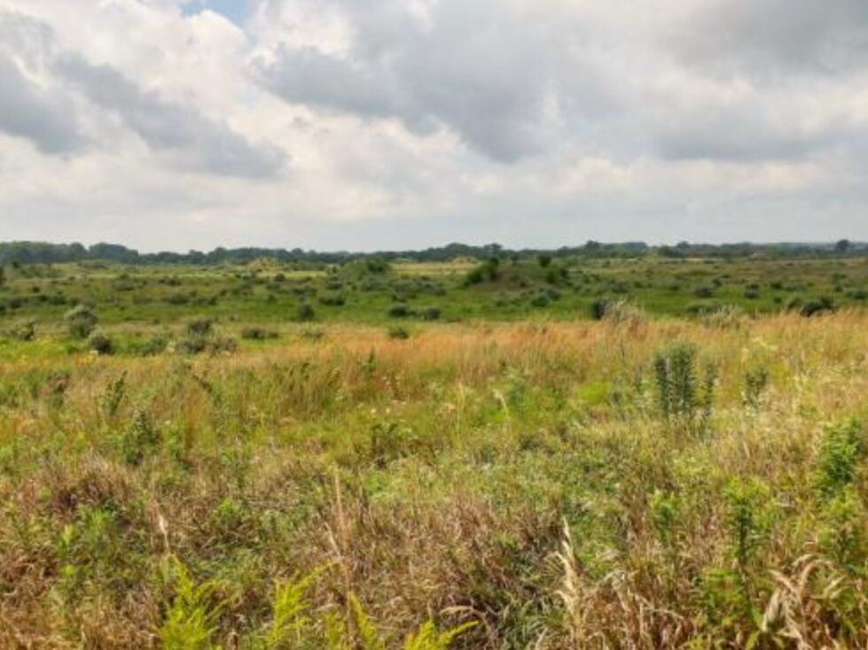 Picture of Midewin National Tallgrass Prairie