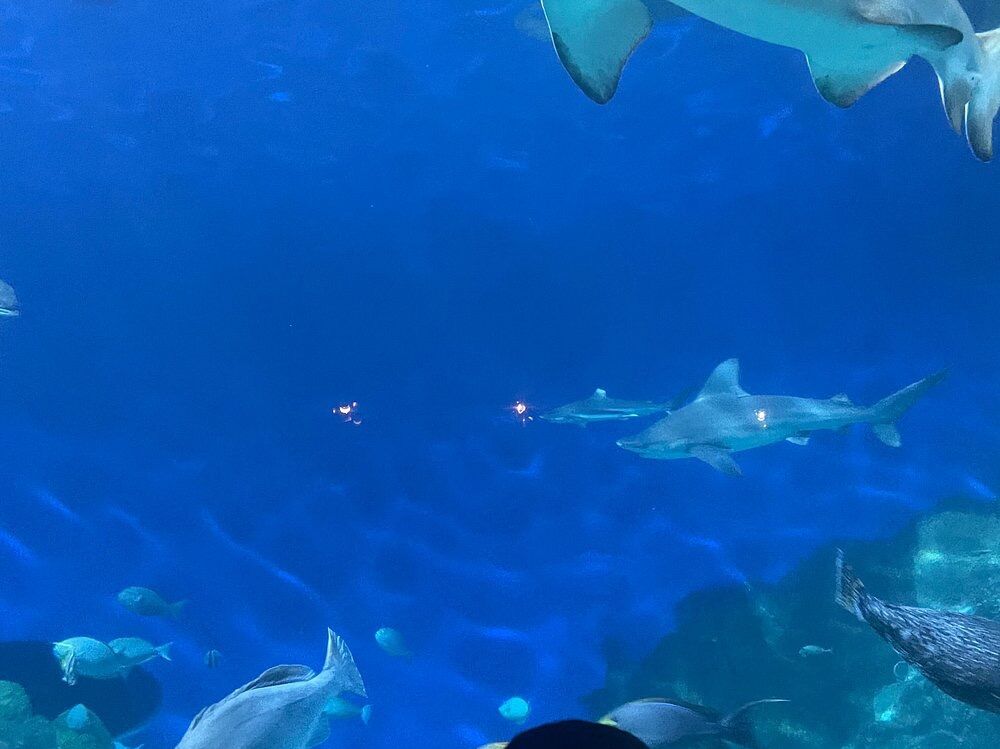 Picture of Downtown Aquarium