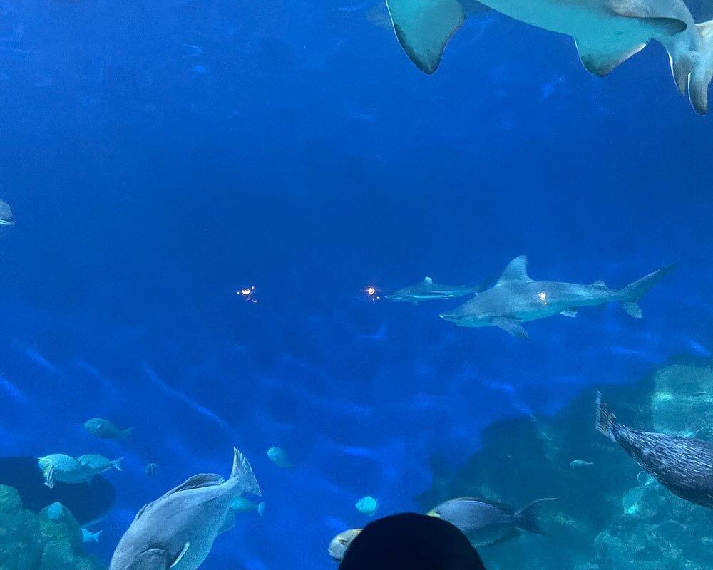 Picture of Downtown Aquarium