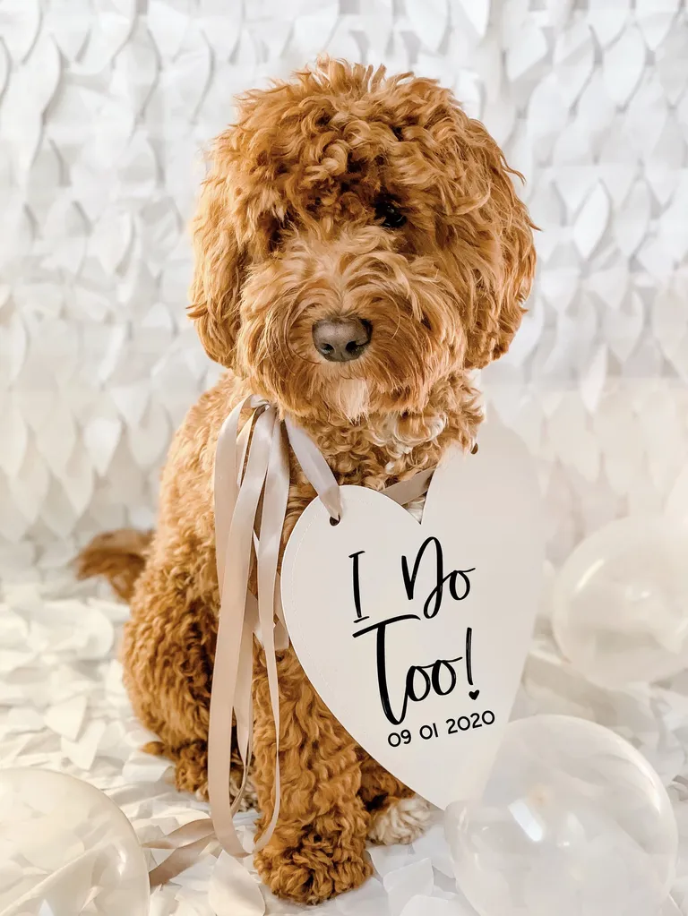 'I do too!' heart dog sign engagement photo prop