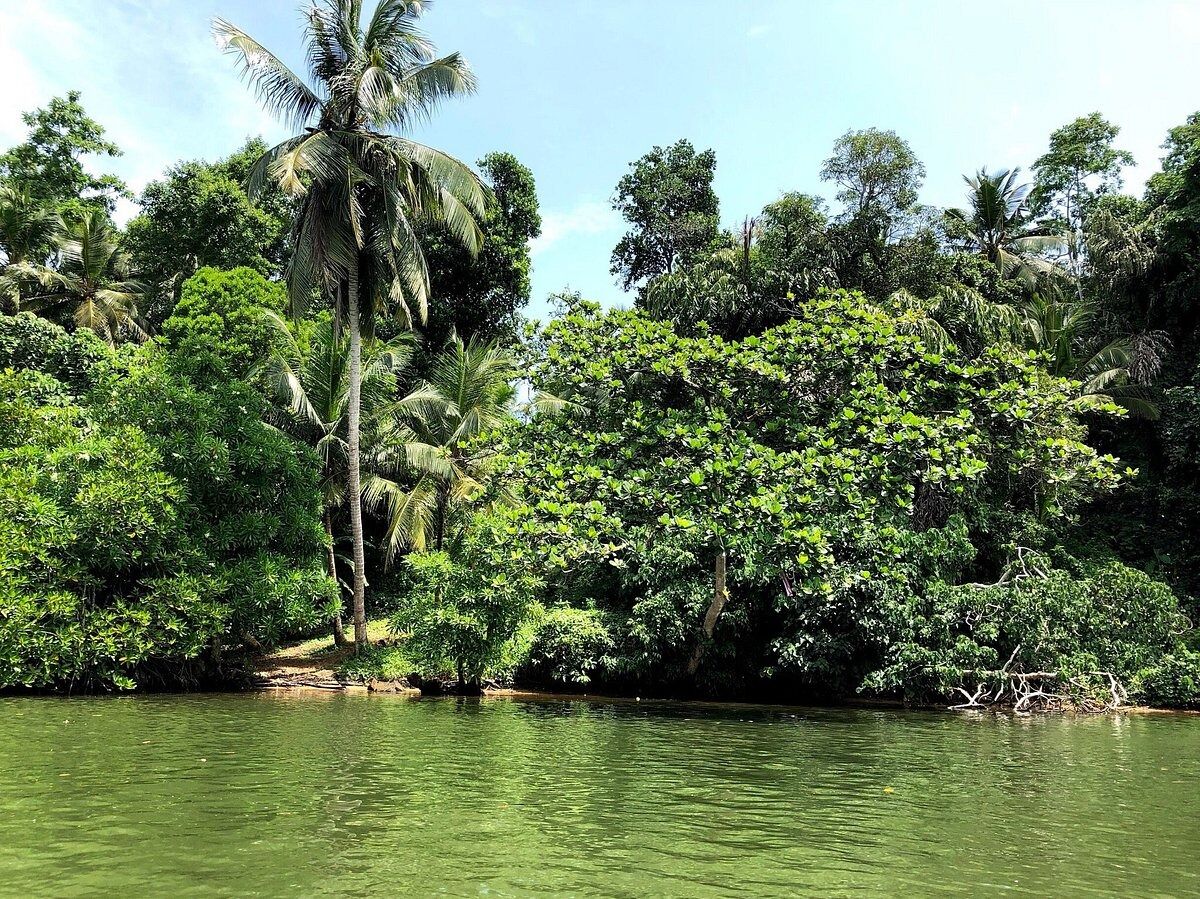 Picture of Bentota River