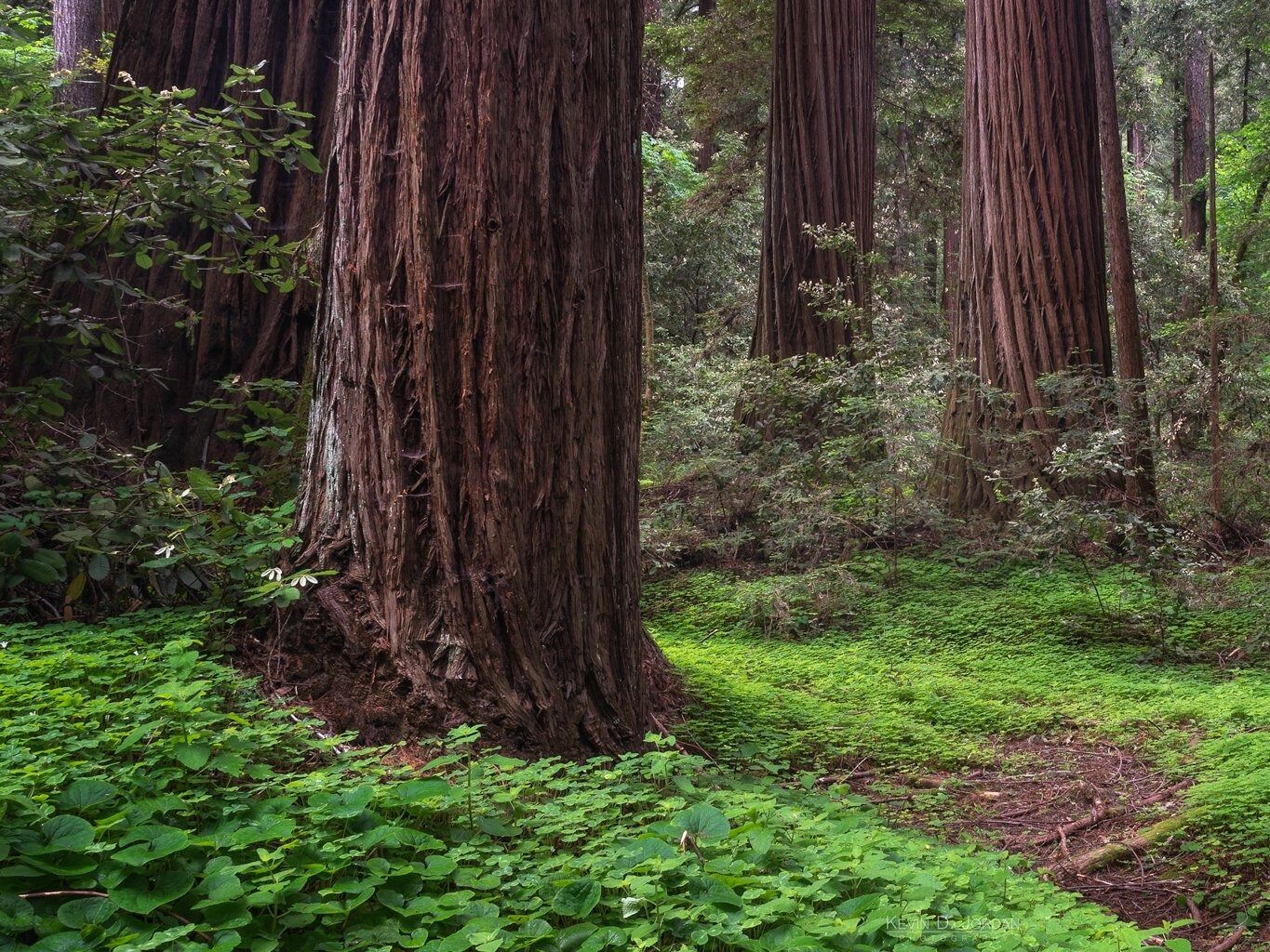 Picture of Henry Cowell Redwoods State Park