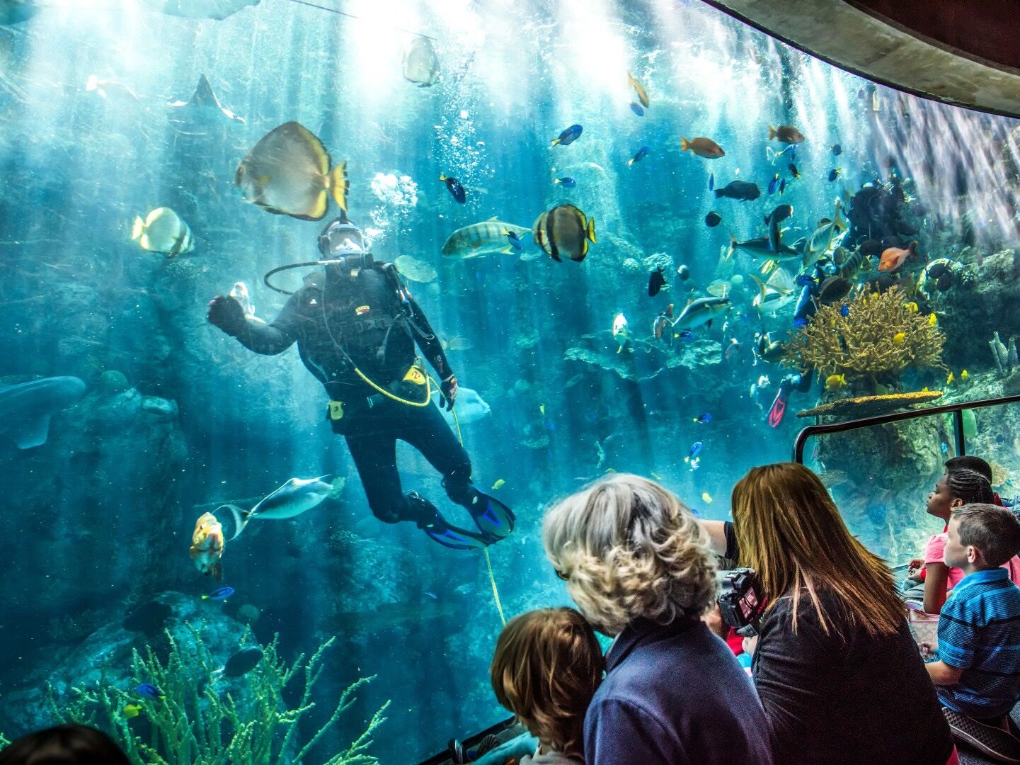 Picture of Aquarium of the Pacific